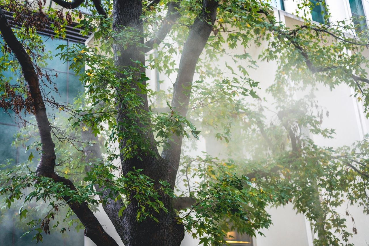Home A tree with vibrant green leaves stands against a modern urban building.
