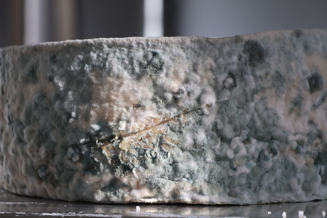 Mastering the First Impression: Your intriguing post title goes here Detailed close-up showing blue mold growth on cheese surface, showcasing unique texture.