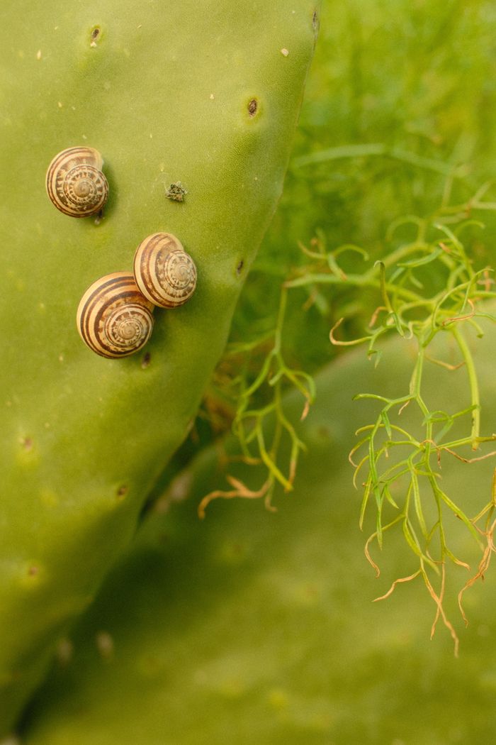 Crafting Captivating Headlines: Your awesome post title goes here Close-up of snails on a prickly pear cactus pad in Malta, showcasing nature's details.