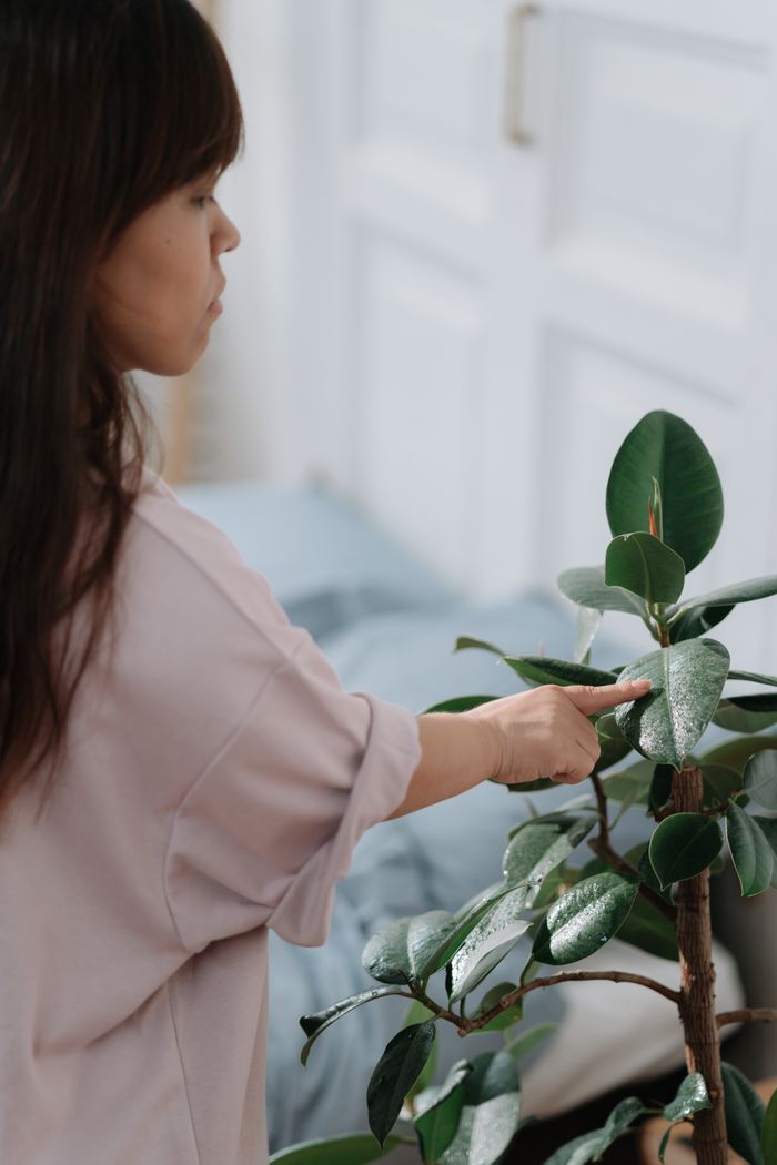 About A woman gently touching a rubber plant indoors, showcasing plant care.